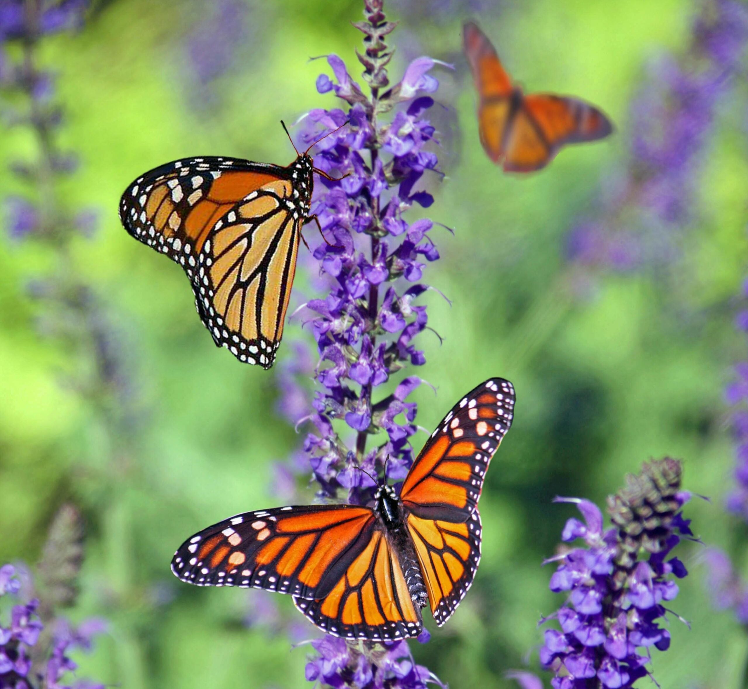 butterflies